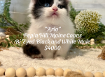 A Litter - Maine Coon Kitten For Sale - MN, US