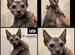 Latte Kitten - Lykoi Kitten For Sale - Loveland, CO, US