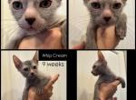 Whip Cream - Lykoi Kitten For Sale - 