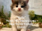 B Litter - Maine Coon Kitten For Sale - 