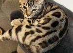 Atreus - Bengal Kitten For Sale - 