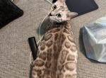 Astrid - Bengal Cat For Sale - Lusby, MD, US