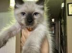 Ragdoll Siamese kittens - Ragdoll Kitten For Sale - Port Charlotte, FL, US