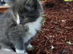 Puffy - Domestic Kitten For Sale - Southampton, MA, US