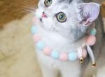 P O P P Y - Scottish Straight Kitten For Adoption - 