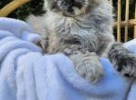 The Ice cream litter & Jeep litter - Maine Coon Kitten For Sale - Elkhart, IN, US