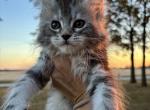 Samson - Maine Coon Kitten For Sale - 