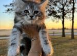 Snow - Maine Coon Kitten For Sale - 