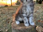 Tipsy - Maine Coon Kitten For Sale - 