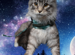 Aquamarine - Maine Coon Kitten For Sale - 