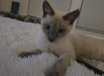 Ghost - Domestic Kitten For Sale - Phoenix, AZ, US