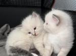 Ragdolls - Ragdoll Kitten For Sale - Brooklyn, NY, US