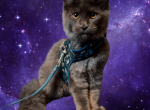 Midnight Nova Azure Tekhelet - Maine Coon Kitten For Sale - 