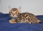 Liam - Munchkin Kitten For Sale - Valparaiso, IN, US