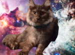 Midnight Nova's Rolling Thunder - Maine Coon Kitten For Sale - Bryan, TX, US