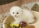 Bebi - Scottish Fold Kitten For Sale - Bergenfield, NJ, US