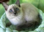 Brown - Ragdoll Kitten For Sale - FL, US