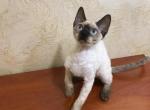 Otis - Devon Rex Kitten For Sale - Brooklyn, NY, US