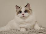 Cornflower Ragdolls TICA - Ragdoll Kitten For Sale - Murrieta, CA, US