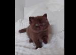 BRITISH SHORTHAIR KITTENS - British Shorthair Kitten For Sale - CT, US