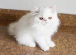 Persian Jewel 7 - Persian Kitten For Sale - Orlando, FL, US