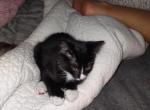 Part Hybrid Savannah & Tabby Litter - Savannah Kitten For Adoption - Acworth, GA, US