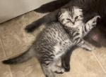 Male Scottish fold kitten - Scottish Fold Kitten For Sale - Pasco, WA, US