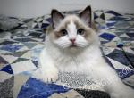 Slade - Ragdoll Kitten For Sale - 