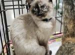 Oceania - Siamese Kitten For Sale - 