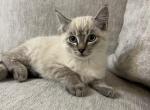 Ash - Siamese Kitten For Sale - Battle Ground, WA, US