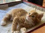 Gabe - Maine Coon Kitten For Sale - 