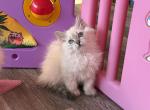 Lulu - Siberian Kitten For Sale - 