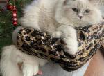 Breeder cat - Siberian Cat For Sale - 