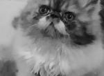 Longhair exotic persian kitten - Persian Kitten For Sale - 