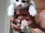 Gizmo - Maine Coon Kitten For Sale - 