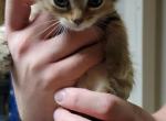 Daniel Tiger - American Shorthair Kitten For Sale - 