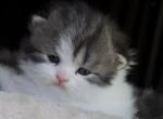 Prettyfold baby 2 - Scottish Fold Kitten For Sale - Staten Island, NY, US