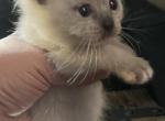 ON HOLD Black collar Kats ravishing ragdoll - Ragdoll Kitten For Sale - Lancaster, PA, US