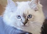 Althea - Ragdoll Kitten For Sale - Hancock, VT, US