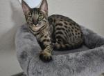 Black nose girl - Savannah Kitten For Sale - 