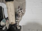 Silver Bengal kitten - Bengal Kitten For Sale/Service - Grand Rapids, MI, US