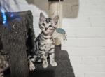 Bengal kittens Michigan - Bengal Kitten For Sale - 