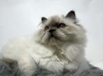 Blue point Himalayan - Himalayan Kitten For Sale - 