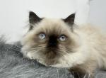 Seal point himalayan - Himalayan Kitten For Sale - 