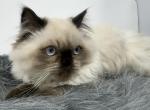 Seal point himalayan - Himalayan Kitten For Sale - 