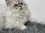 Shaded silver Persian - Persian Kitten For Sale - 