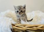 Scottish straight - Scottish Straight Kitten For Sale - CA, US