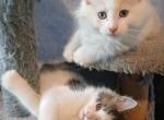 Polys and Classic - Maine Coon Kitten For Sale - 