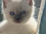 Green collarRagdoll kitten Kats Ravishing Ragdolls - Ragdoll Kitten For Sale - Lancaster, PA, US