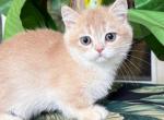 Munchkin Cream Male - Munchkin Kitten For Sale - Orlando, FL, US